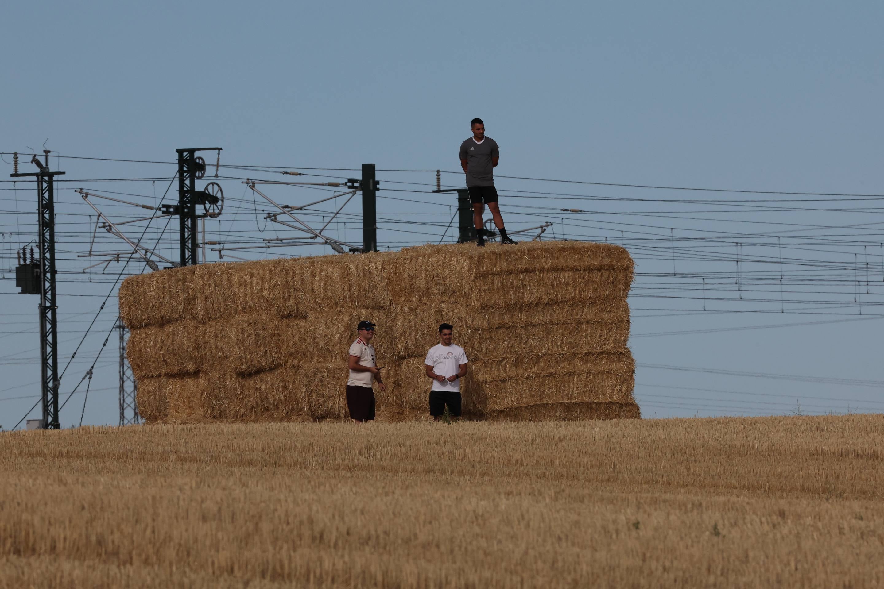 El encierro de bueyes y el desenjaule de novillos de Medina del Campo, en imágenes