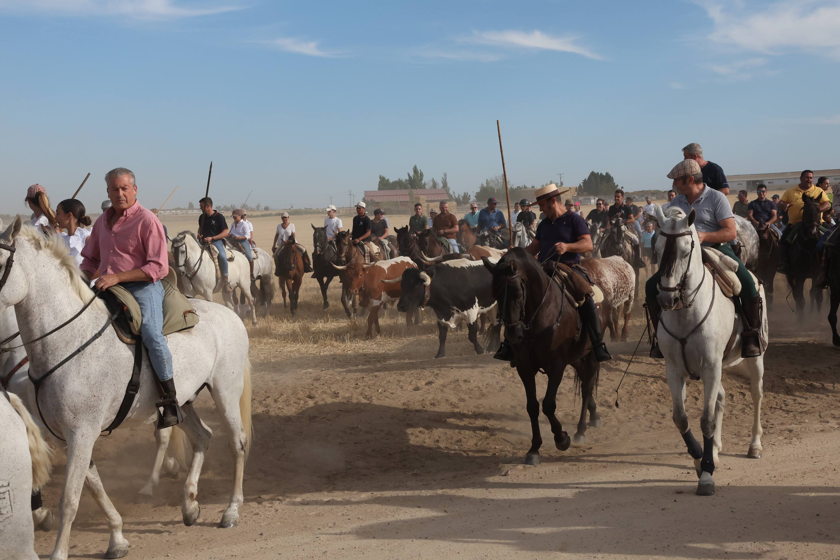 El encierro de bueyes y el desenjaule de novillos de Medina del Campo, en imágenes