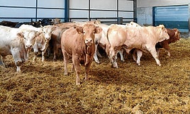 Explotación ganadera de vacuno en la provincia de Salamanca.