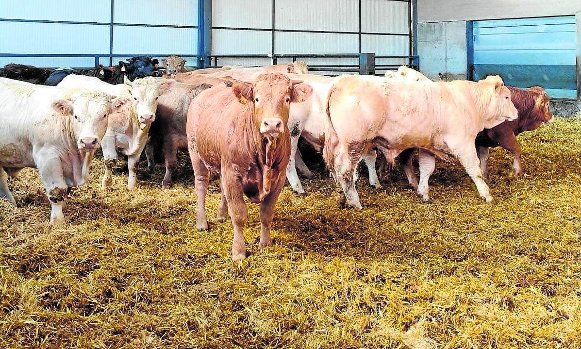 Explotación ganadera de vacuno en la provincia de Salamanca.