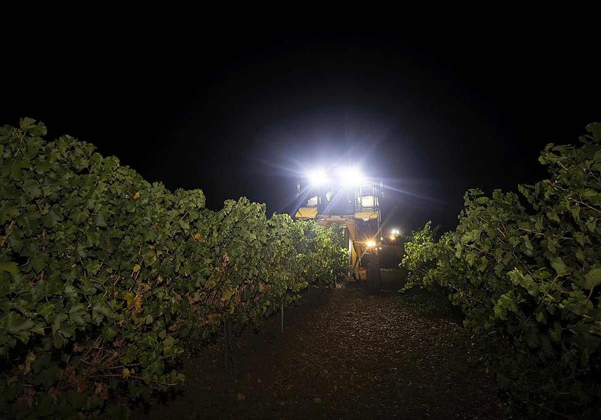 Vendimia nocturna en un viñedo de la DO Rueda, el lunes por la noche.