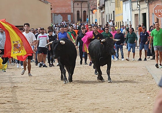 Dos de los novillos soltados en el encierro de Fresno.