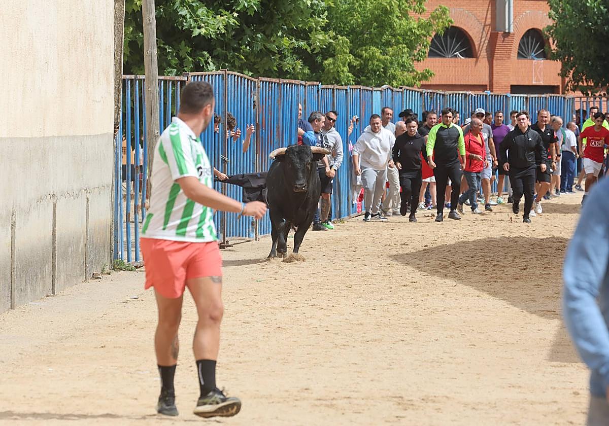 Las imágenes del encierro en Fresno el Viejo