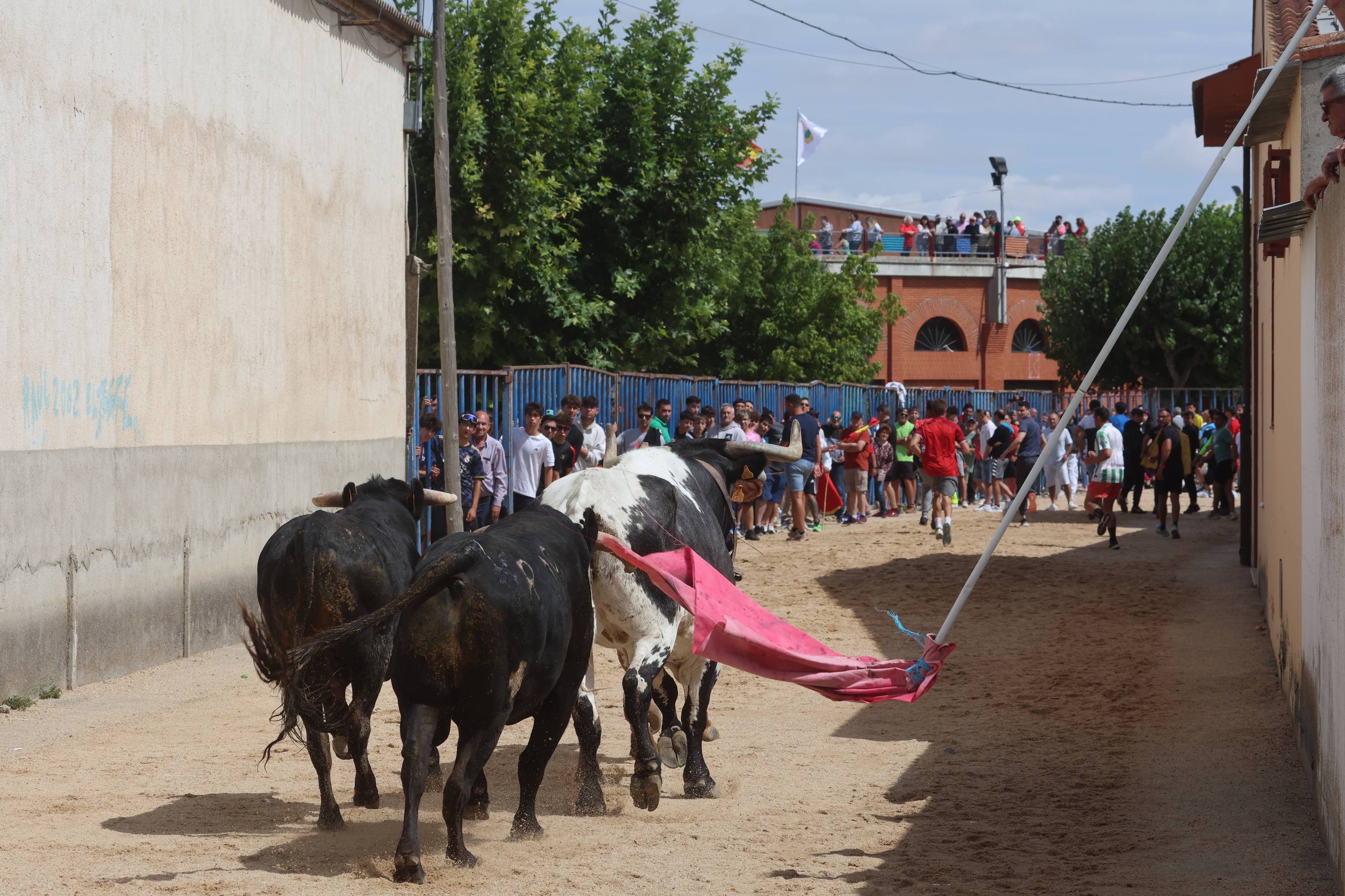Las imágenes del encierro en Fresno el Viejo