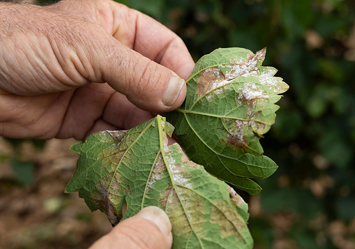 Viñedo afectado por mildiu en Rueda.