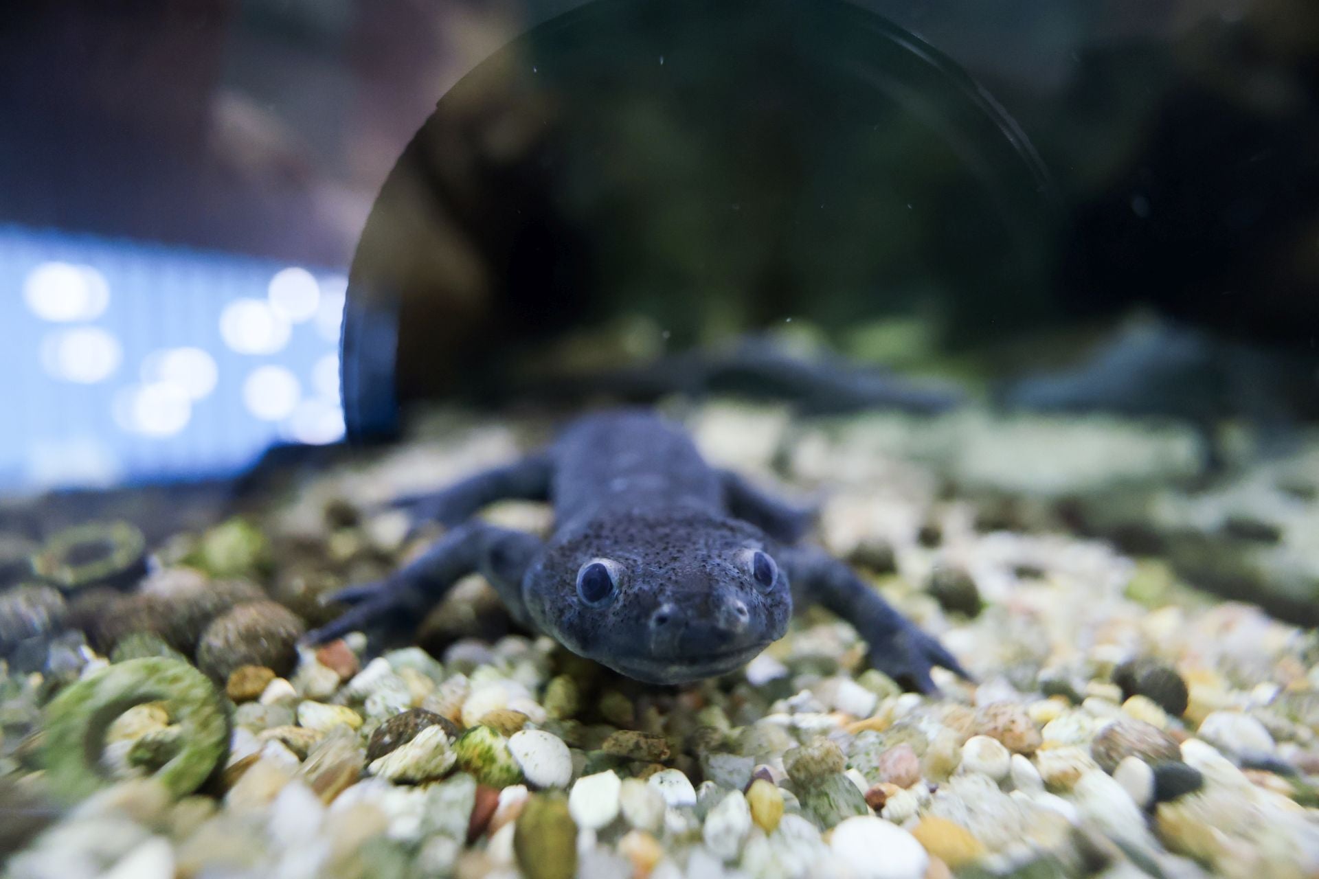 Las imágenes de las especies invasoras de el Pisuerga