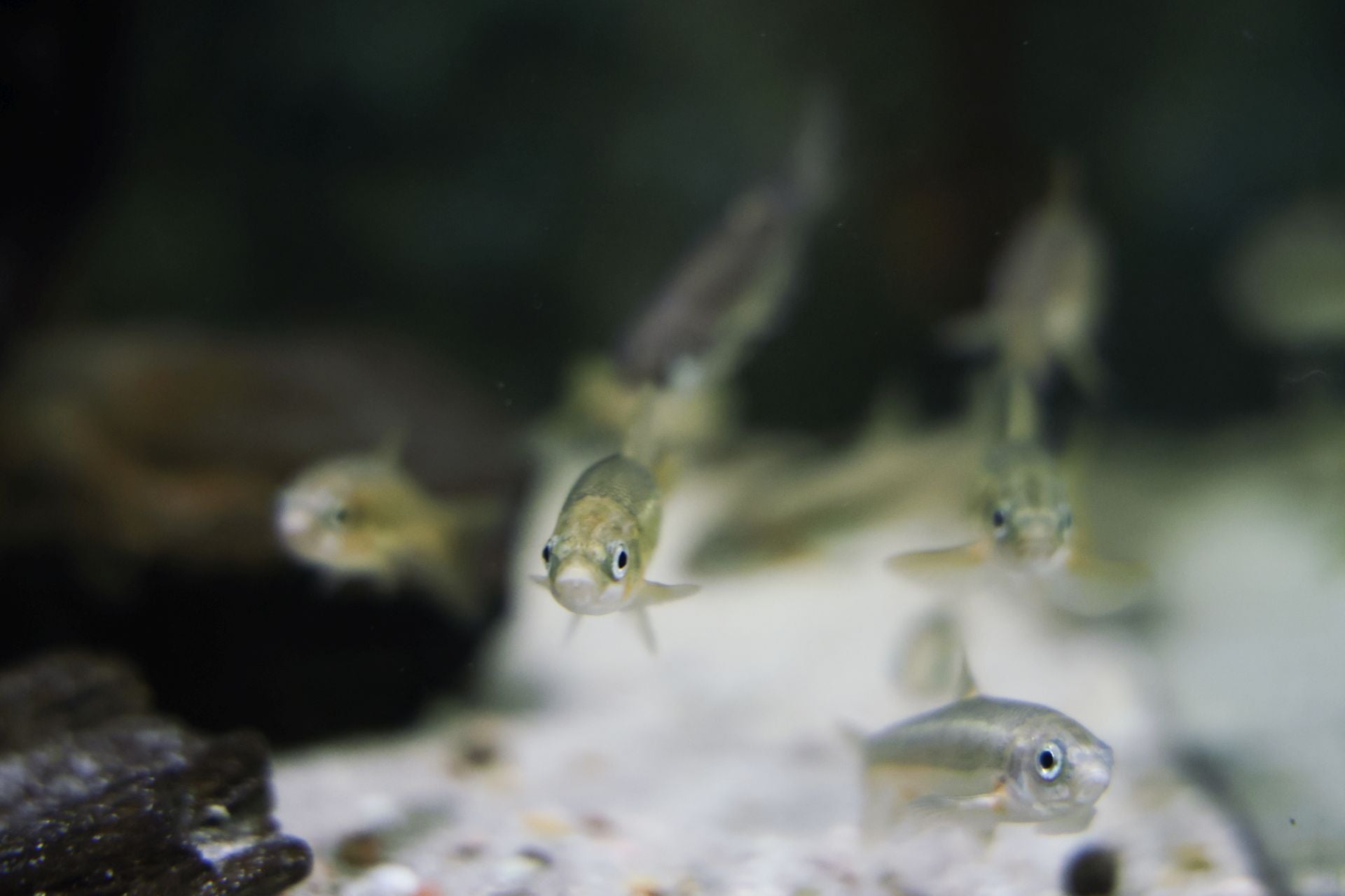 Las imágenes de las especies invasoras de el Pisuerga