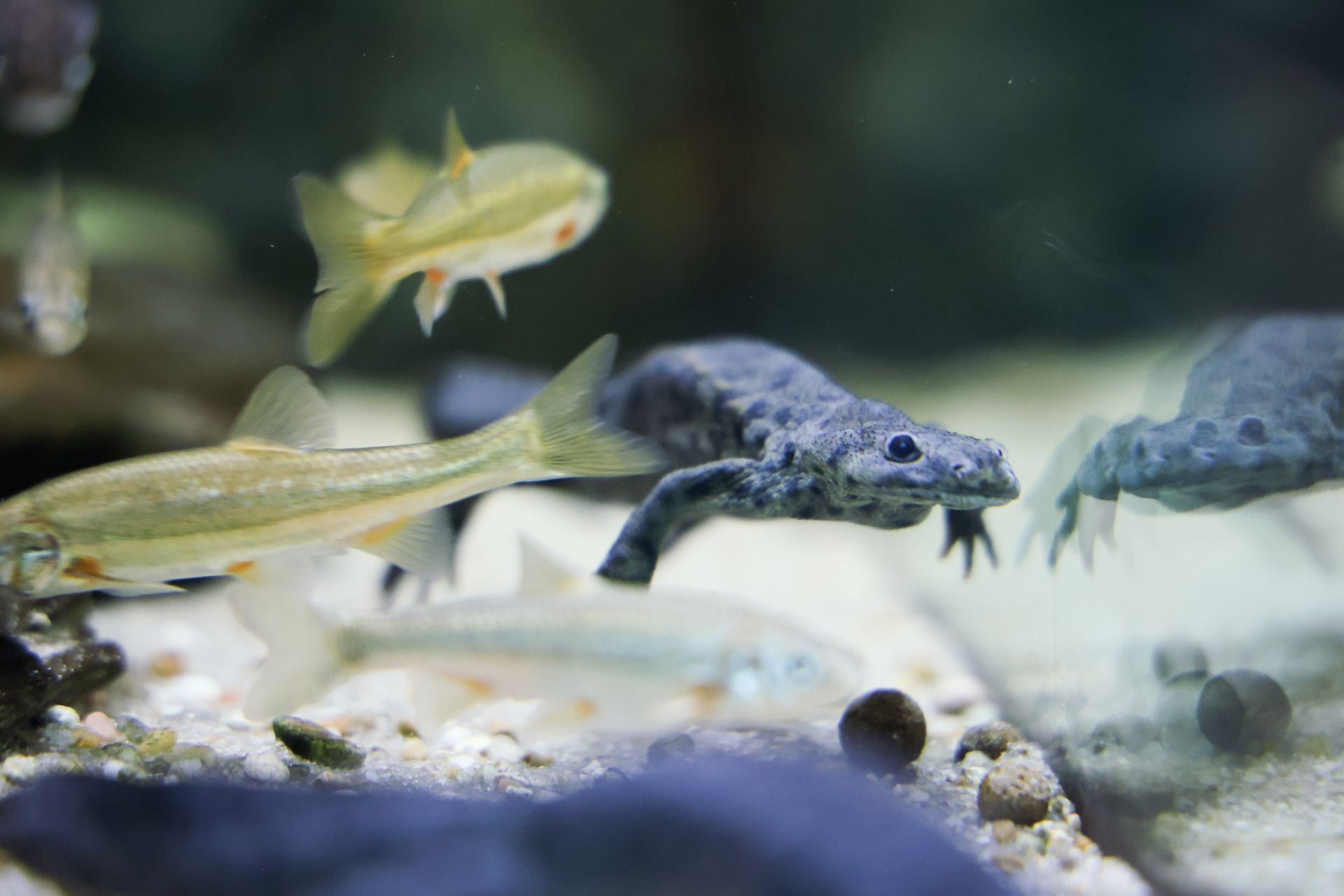 Las imágenes de las especies invasoras de el Pisuerga