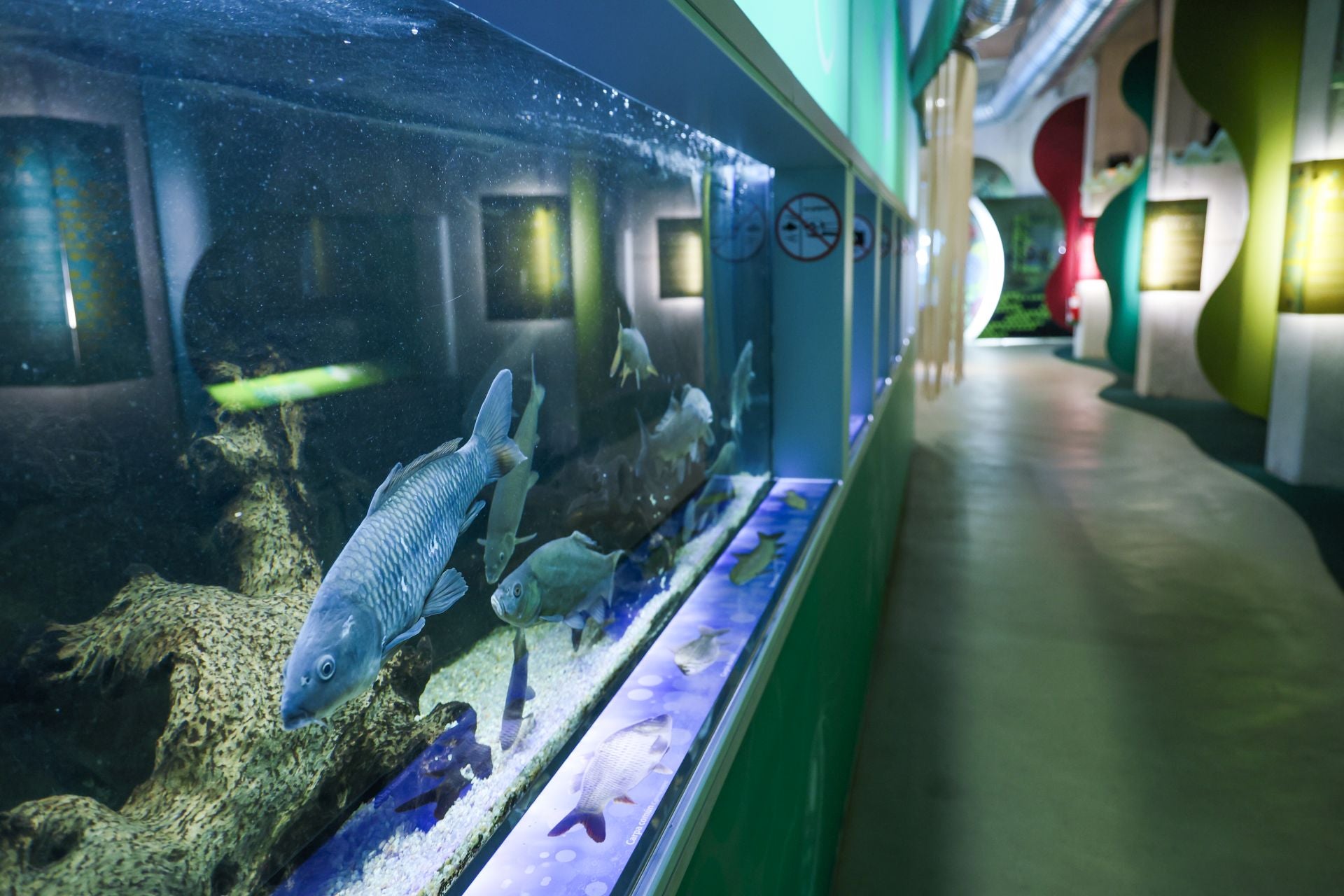 Las imágenes de las especies invasoras de el Pisuerga