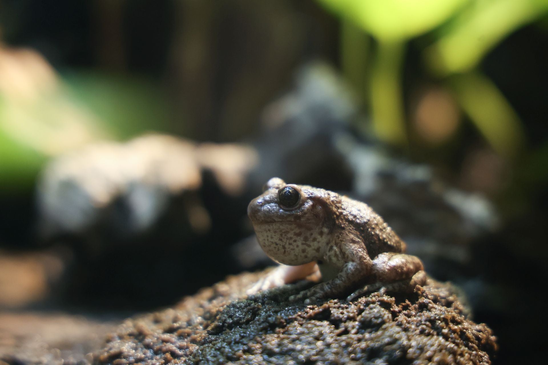 Las imágenes de las especies invasoras de el Pisuerga