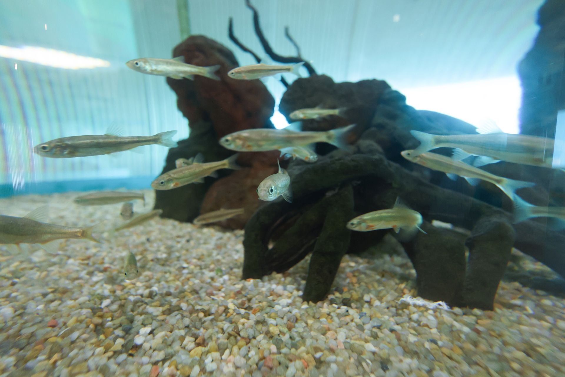 Las imágenes de las especies invasoras de el Pisuerga