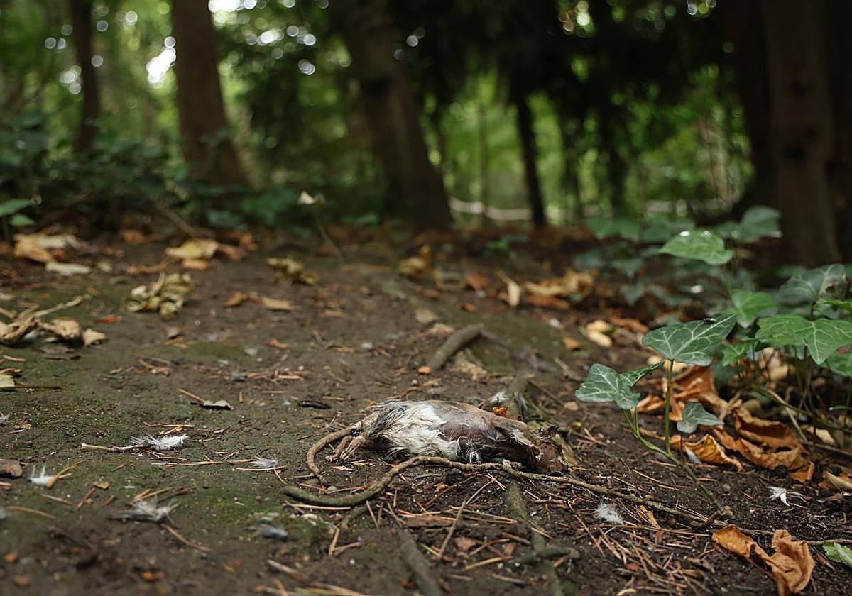 Cadáver de una rata en el Campo Grande de Valladolid