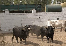 Algunos de los toros de la ganadería Araúz de Robles para el encierro del domingo.