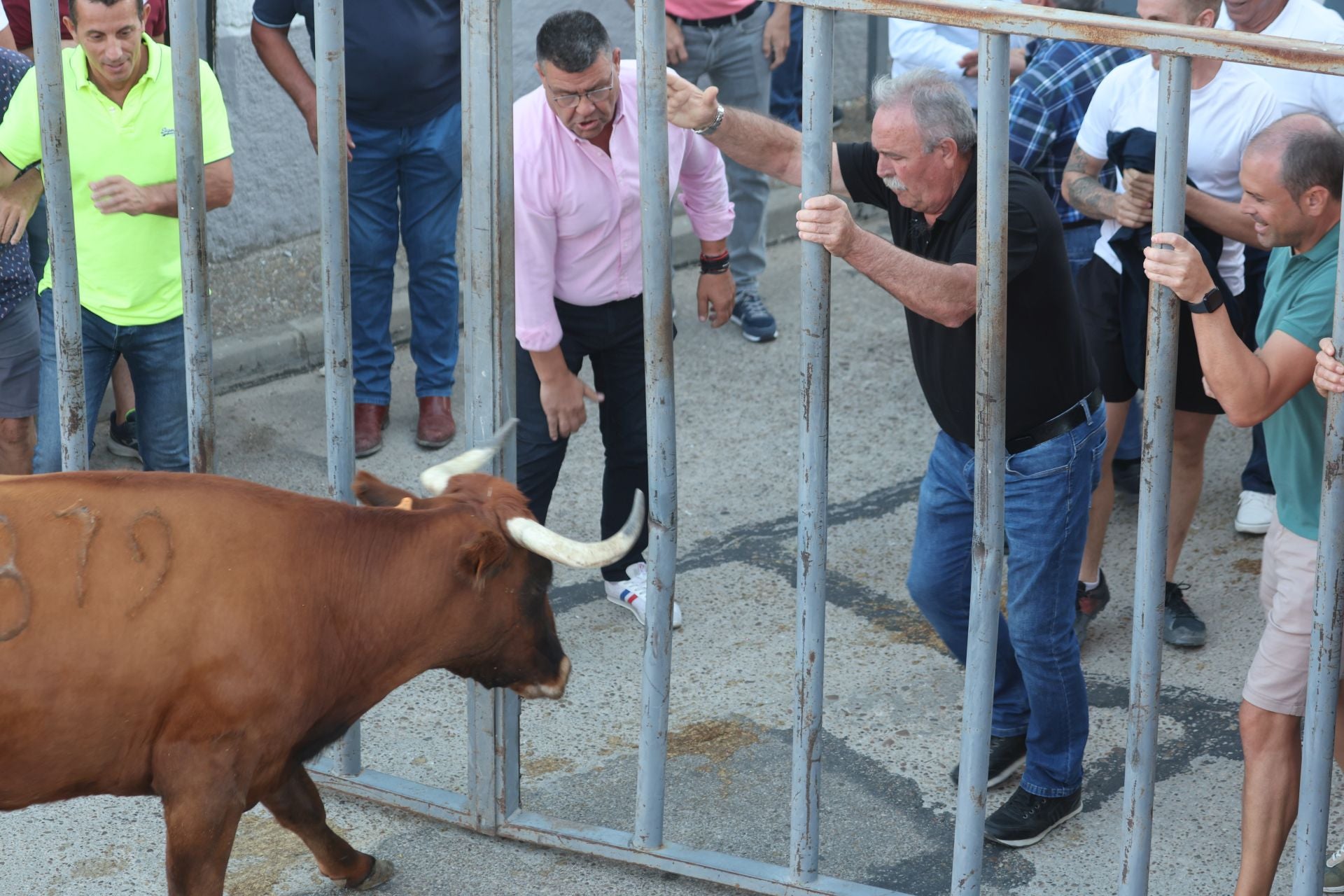 Las imágenes del Toro de la Nava