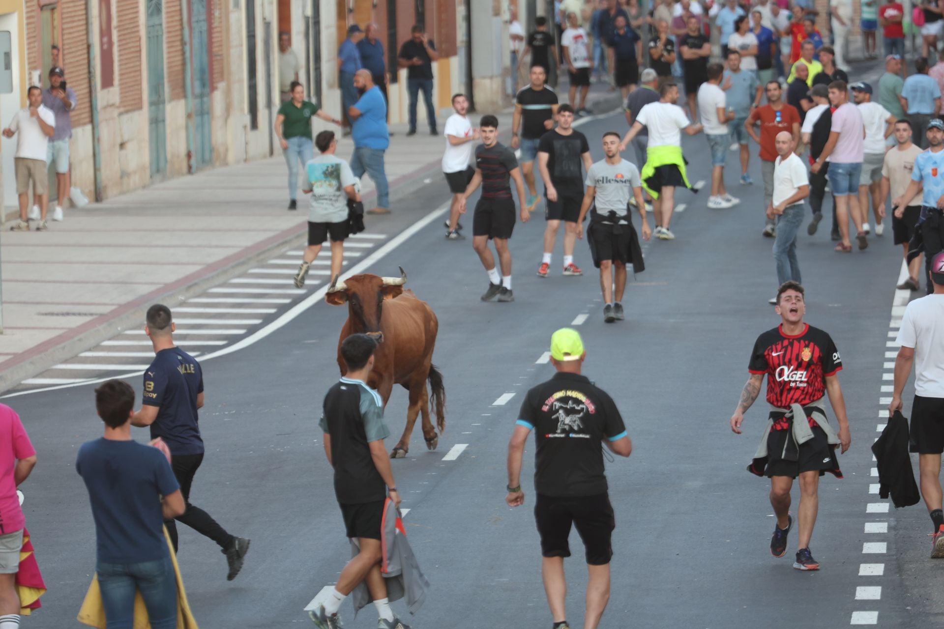 Las imágenes del Toro de la Nava