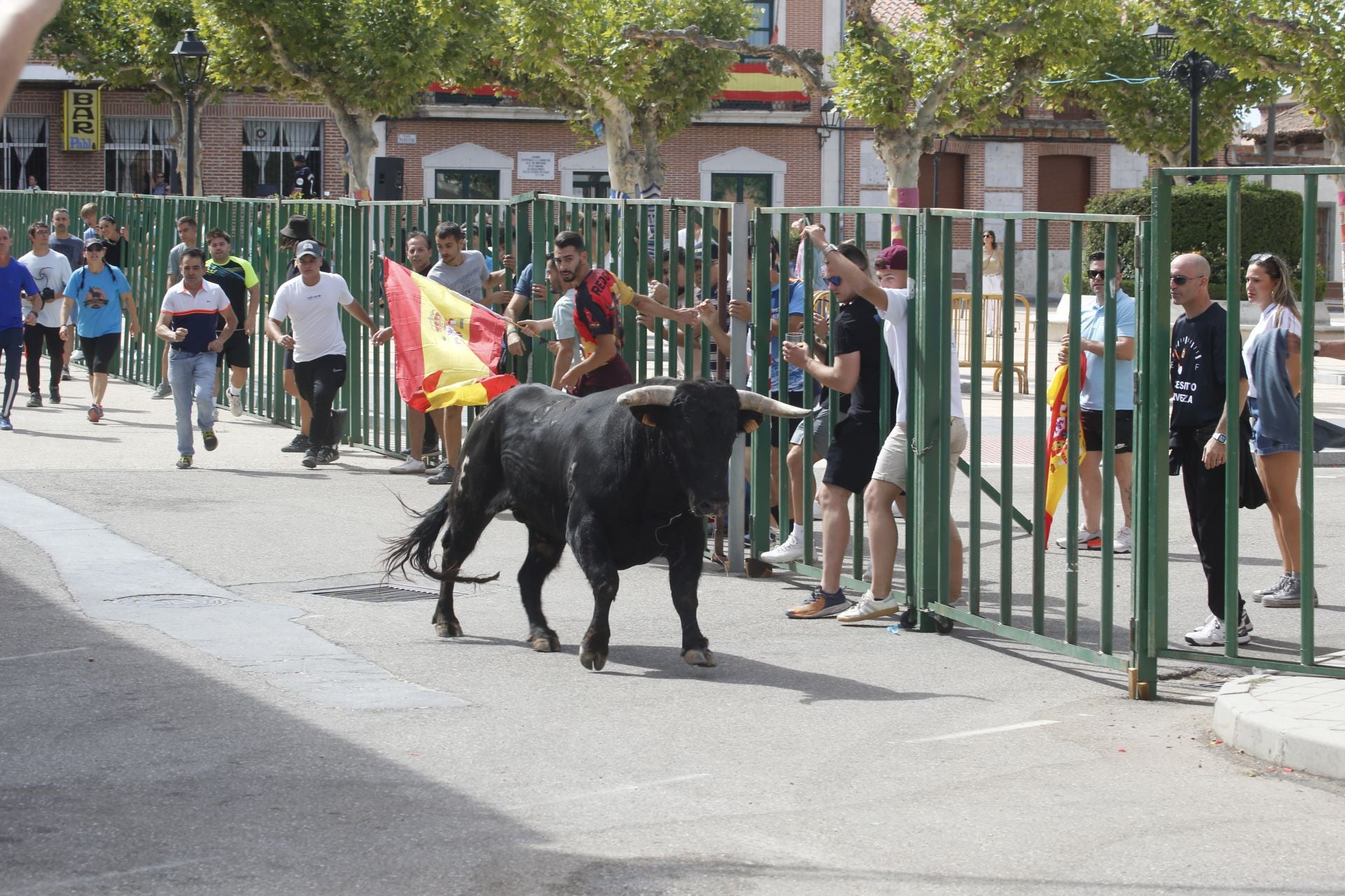 Encierro del sábado por la mañana en Ataquines
