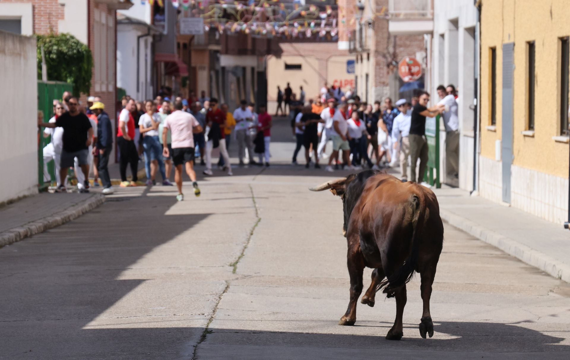 Encierro del sábado por la mañana en Pedrajas de San Esteban