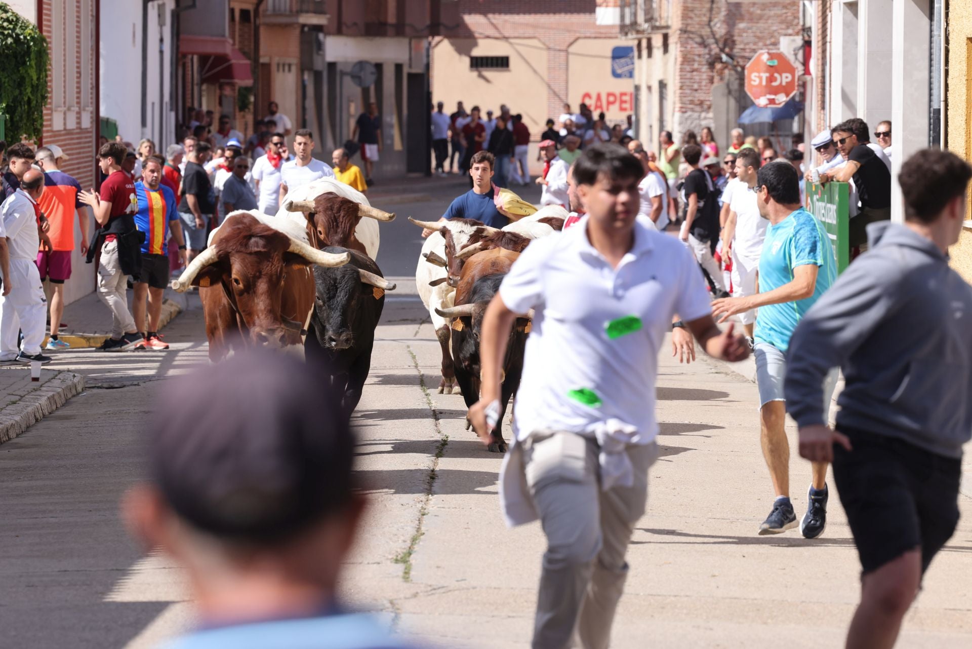 Encierro del sábado por la mañana en Pedrajas de San Esteban