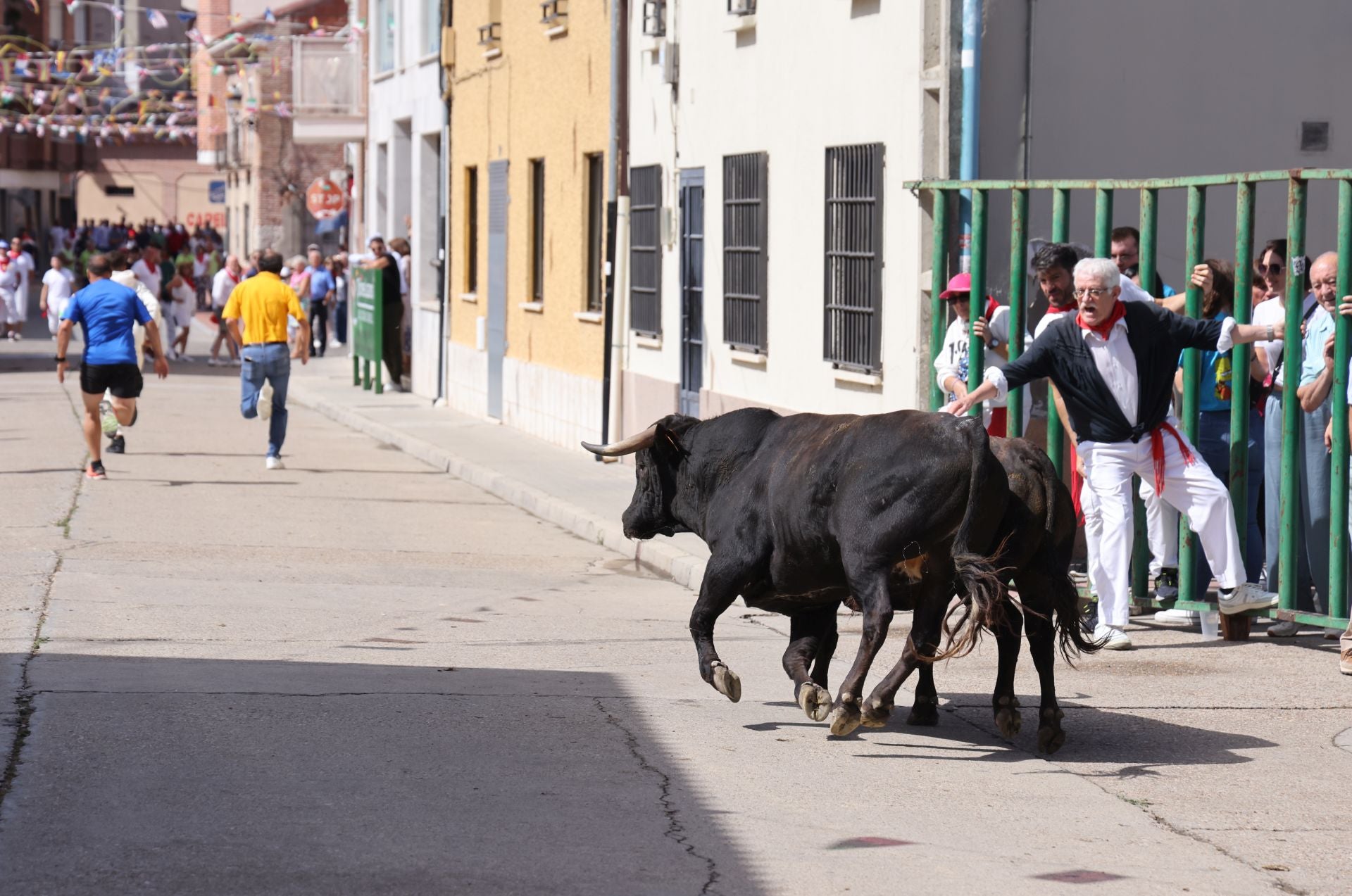 Encierro del sábado por la mañana en Pedrajas de San Esteban