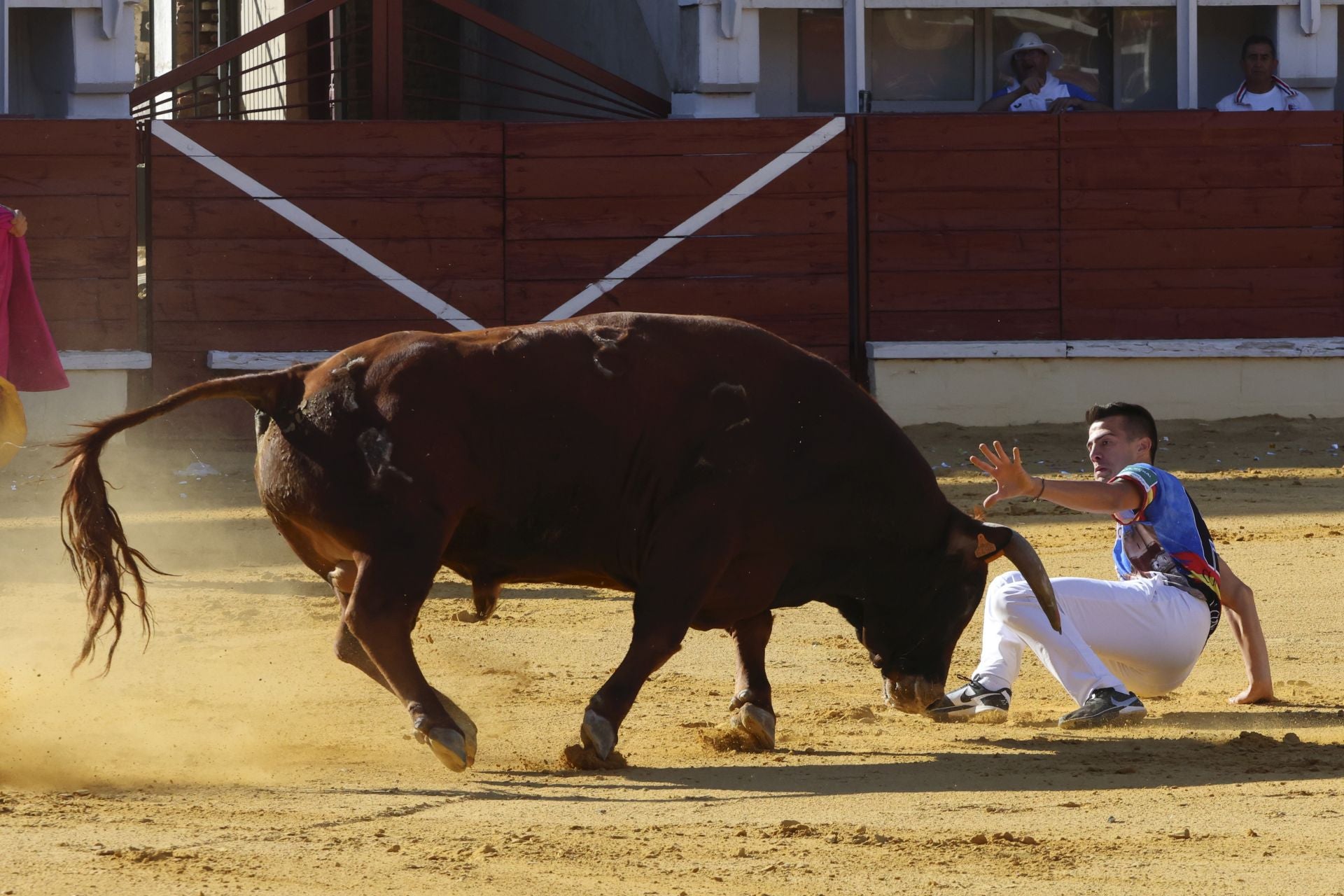 Las imágenes del concurso de cortes en Medina del Campo