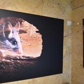 Fotos de Juan Pixelecta, en las bodas de plata del parque Montaña Palentina