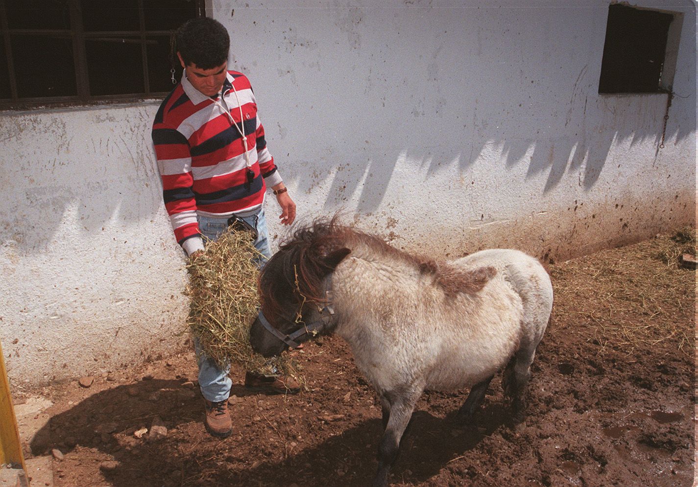 Uno de los caballitos enanos en Parqueluz, un paraíso de aves exóticas situado entre las poblaciones de Mayorga de Campos y Gordoncillo. 2 de junio de 1996.