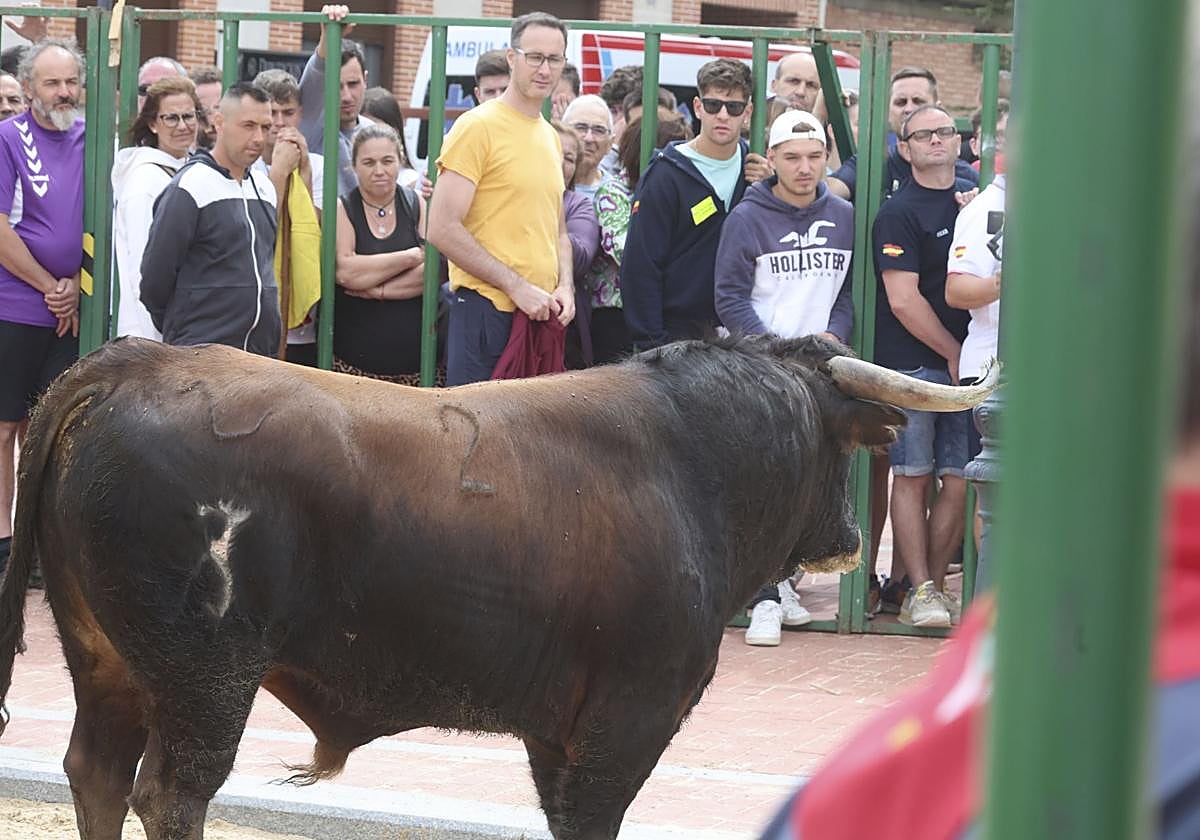 Encierro del domingo en Ataquines