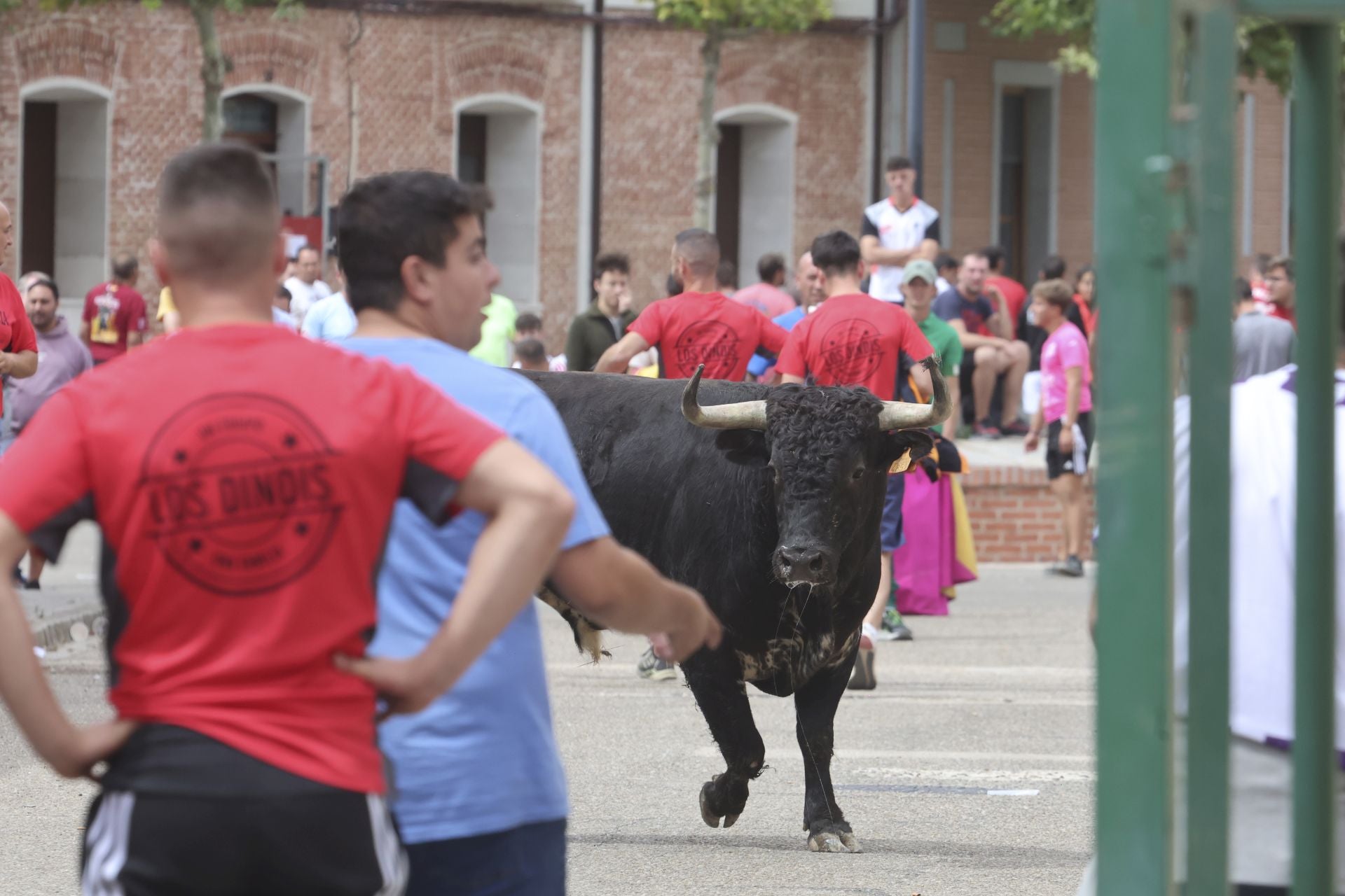 Encierro del domingo en Ataquines