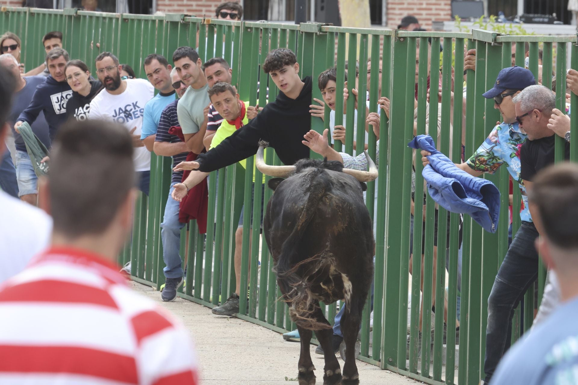 Encierro del domingo en Ataquines