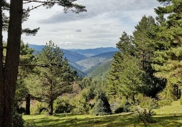 El bosque entre Burgos y Soria que resiste a los incendios teme por su futuro: «Nuestros montes son una bomba»