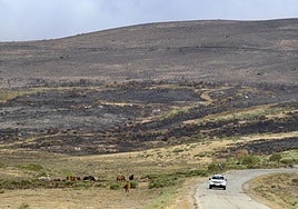 Incendio que ha afectado al término de San Martín de Castañeda, en Zamora.
