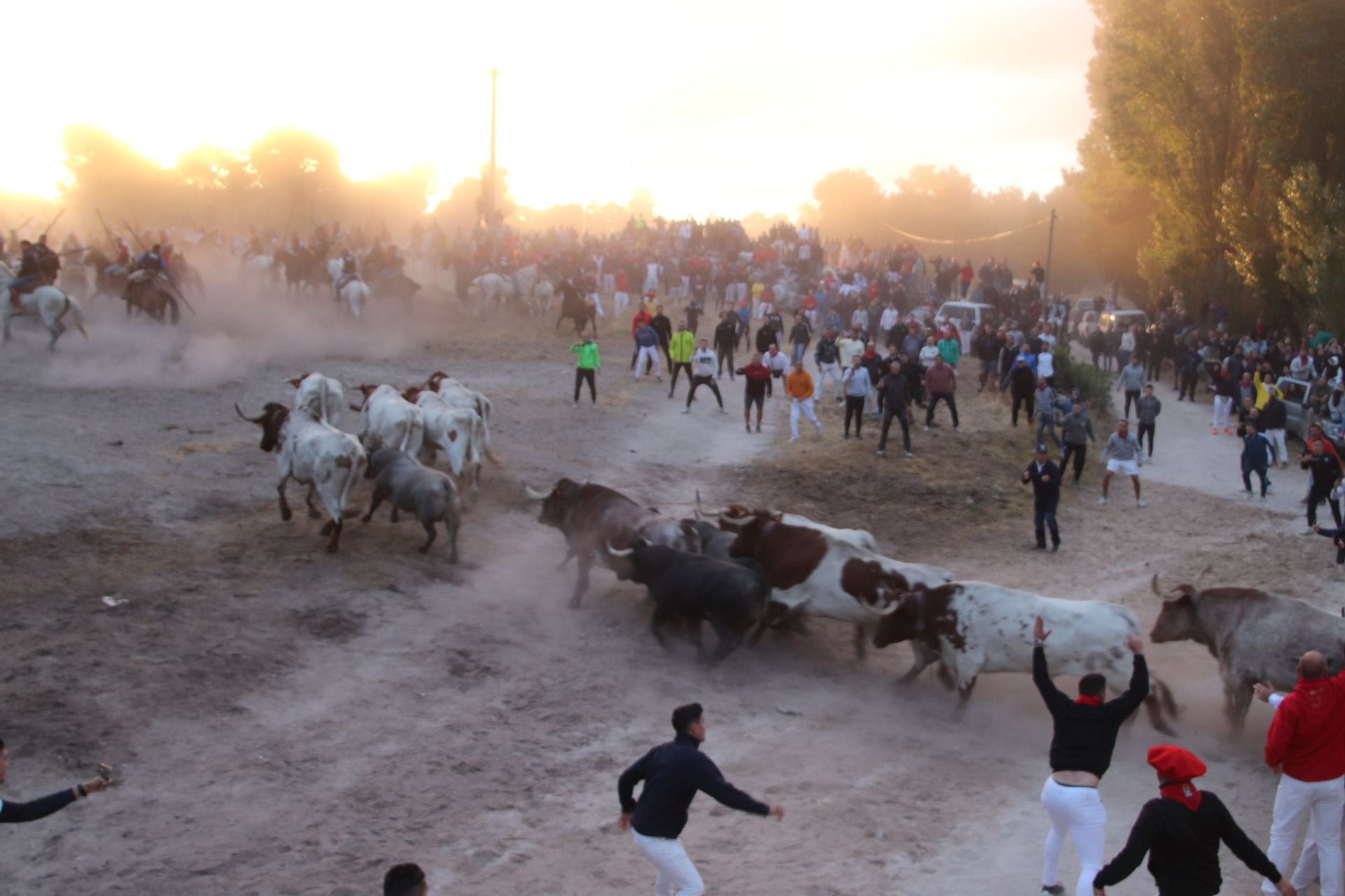 Fotos del segundo encierro de Cuéllar por el campo y el pinar