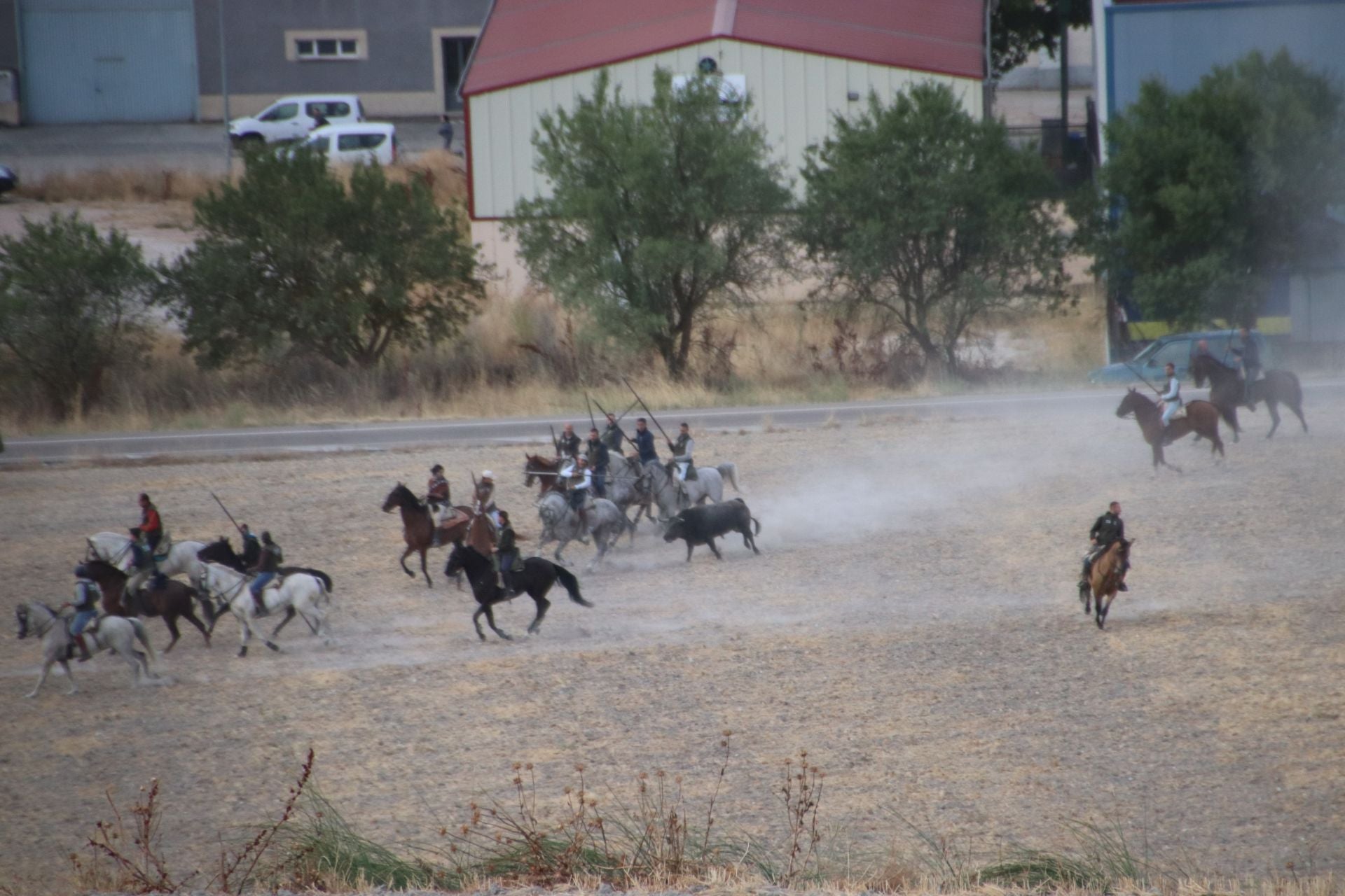 Fotos del segundo encierro de Cuéllar por el campo y el pinar