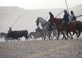 Caballistas intentan llevar a uno de los toros de Partido de Resina.