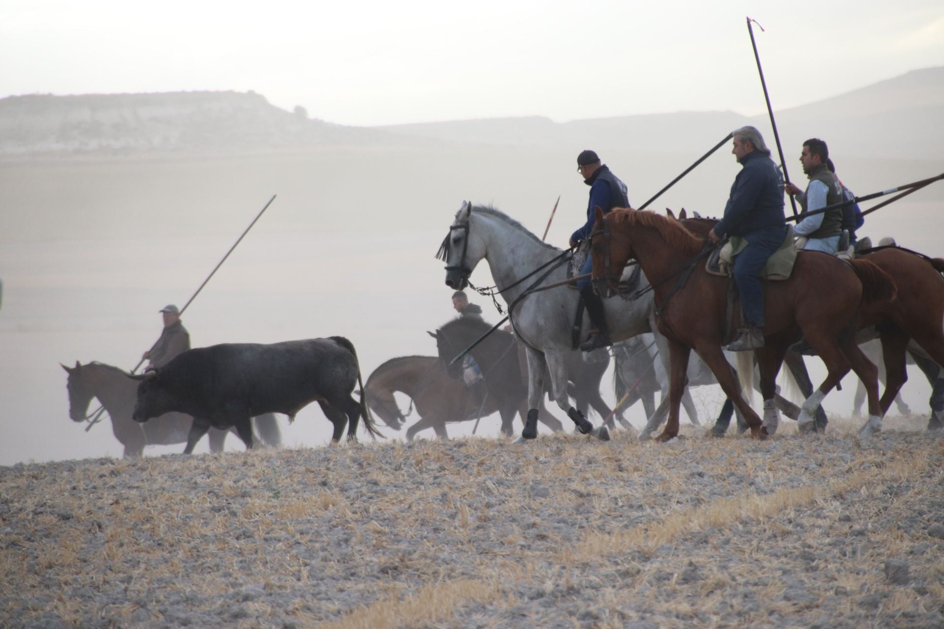 Fotos del segundo encierro de Cuéllar por el campo y el pinar