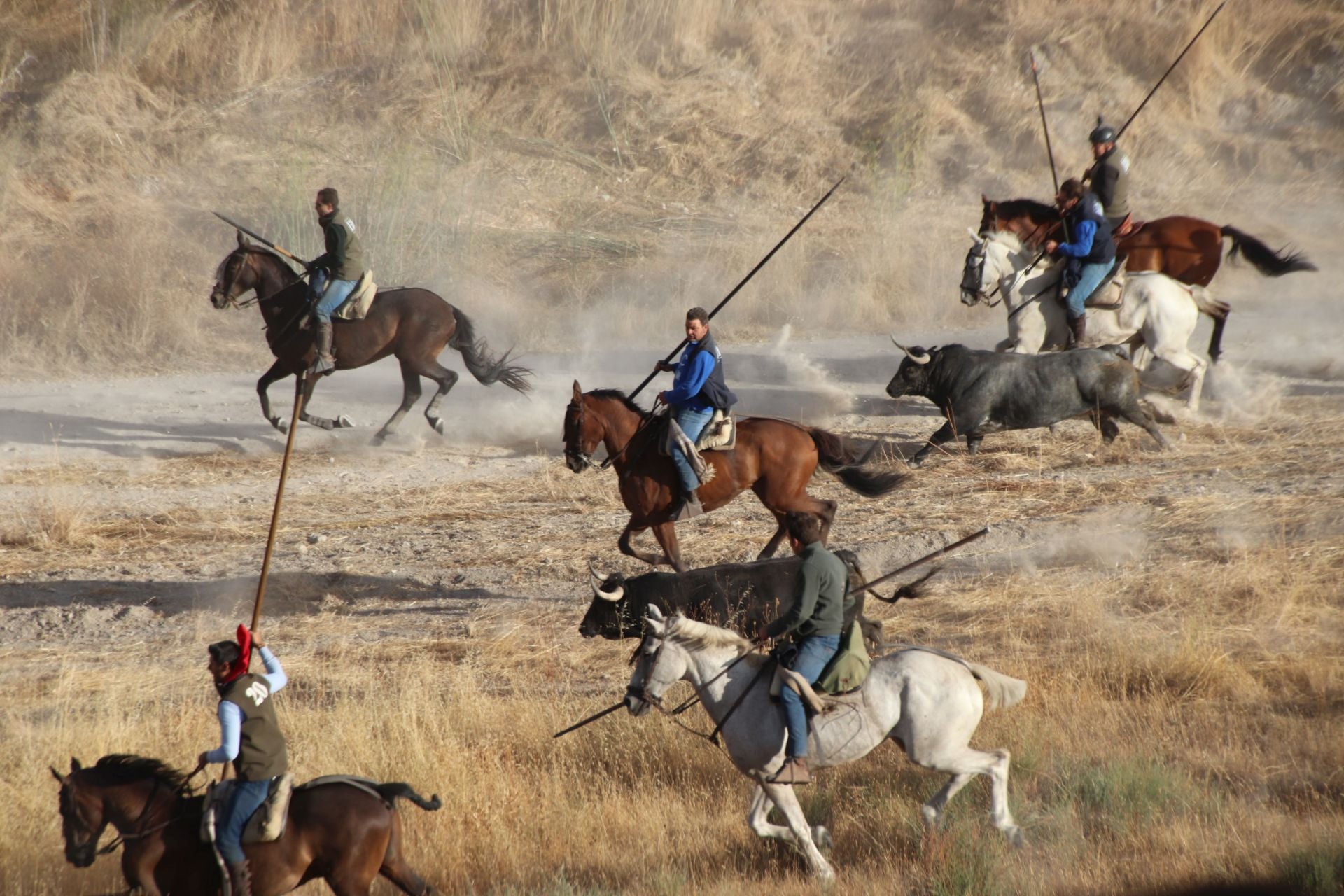 Fotos del segundo encierro de Cuéllar por el campo y el pinar