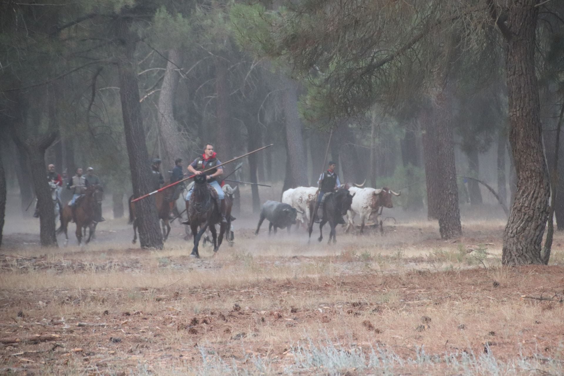 Fotos del segundo encierro de Cuéllar por el campo y el pinar