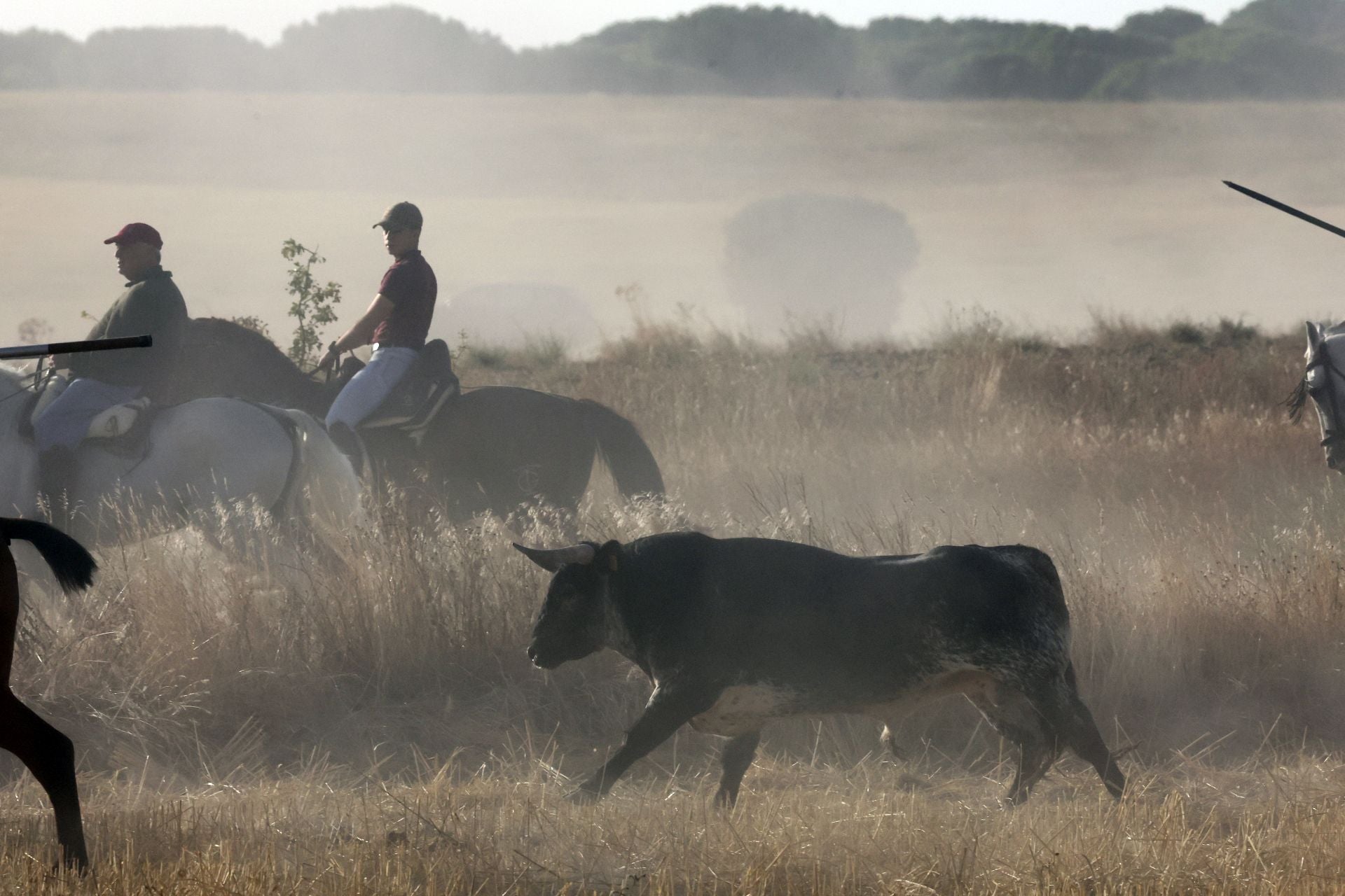 Las imágenes del encierro con seis toros de la ganadería Zahorí en Medina del Campo