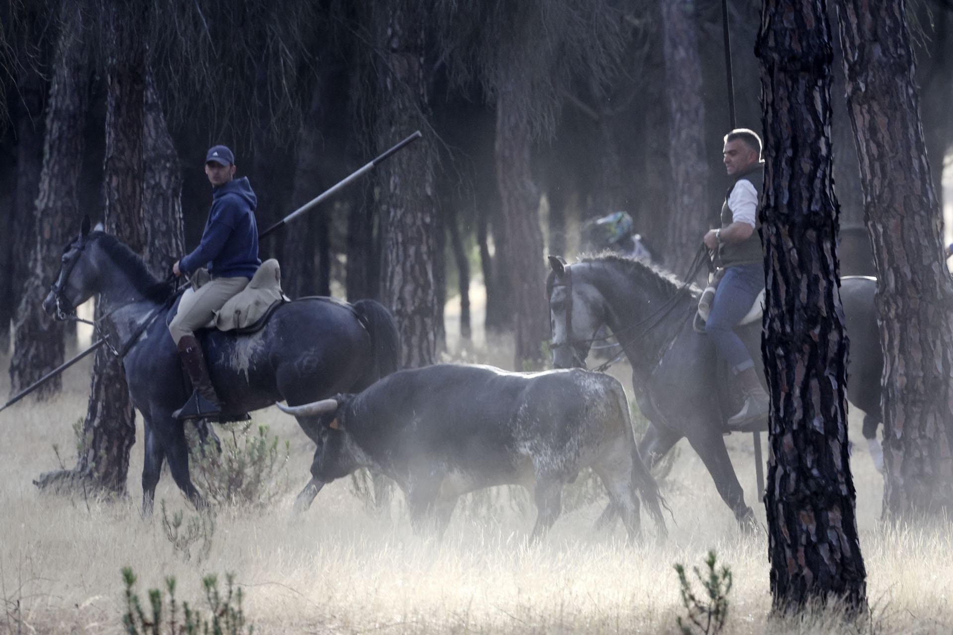 Las imágenes del encierro con seis toros de la ganadería Zahorí en Medina del Campo