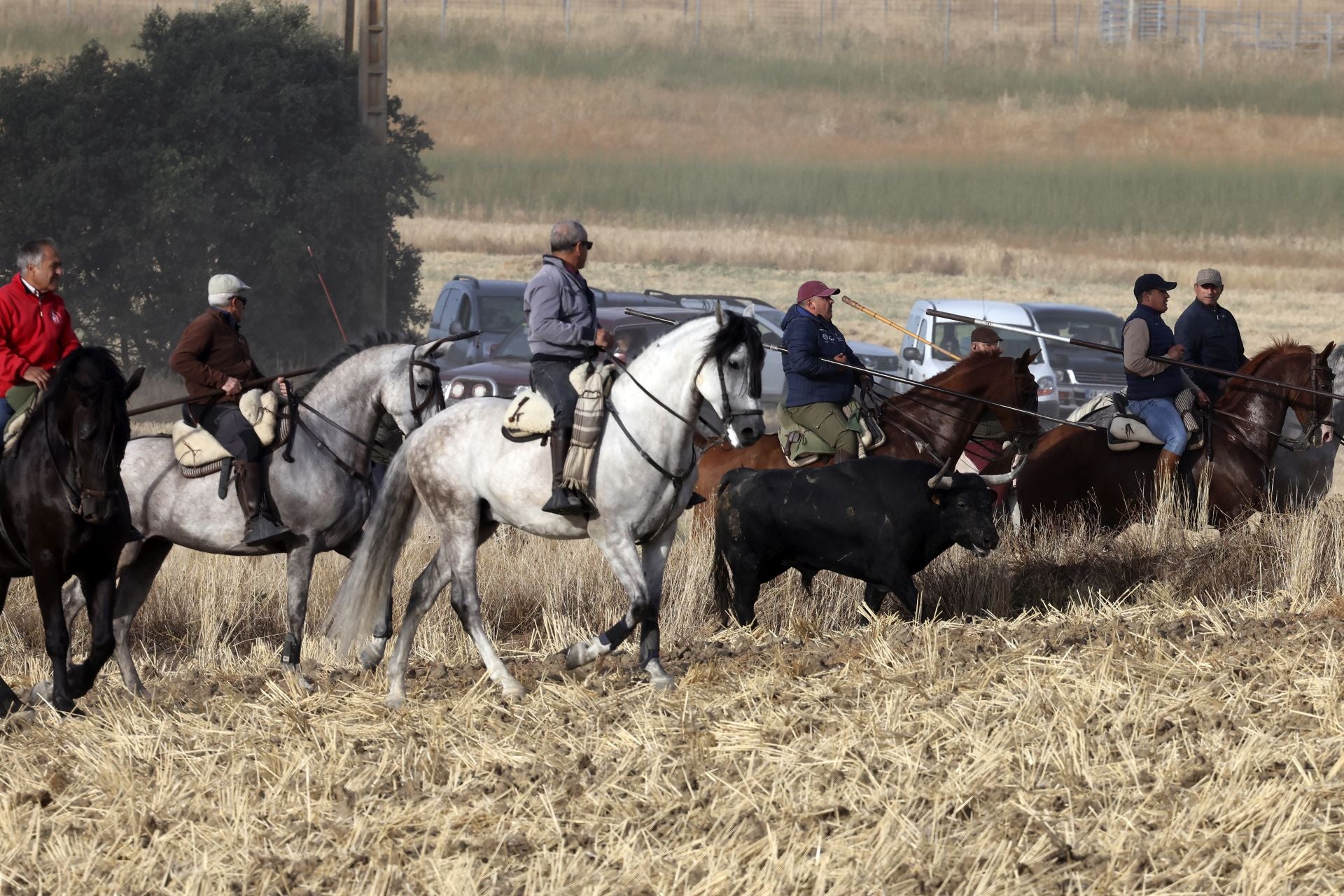 Las imágenes del encierro con seis toros de la ganadería Zahorí en Medina del Campo