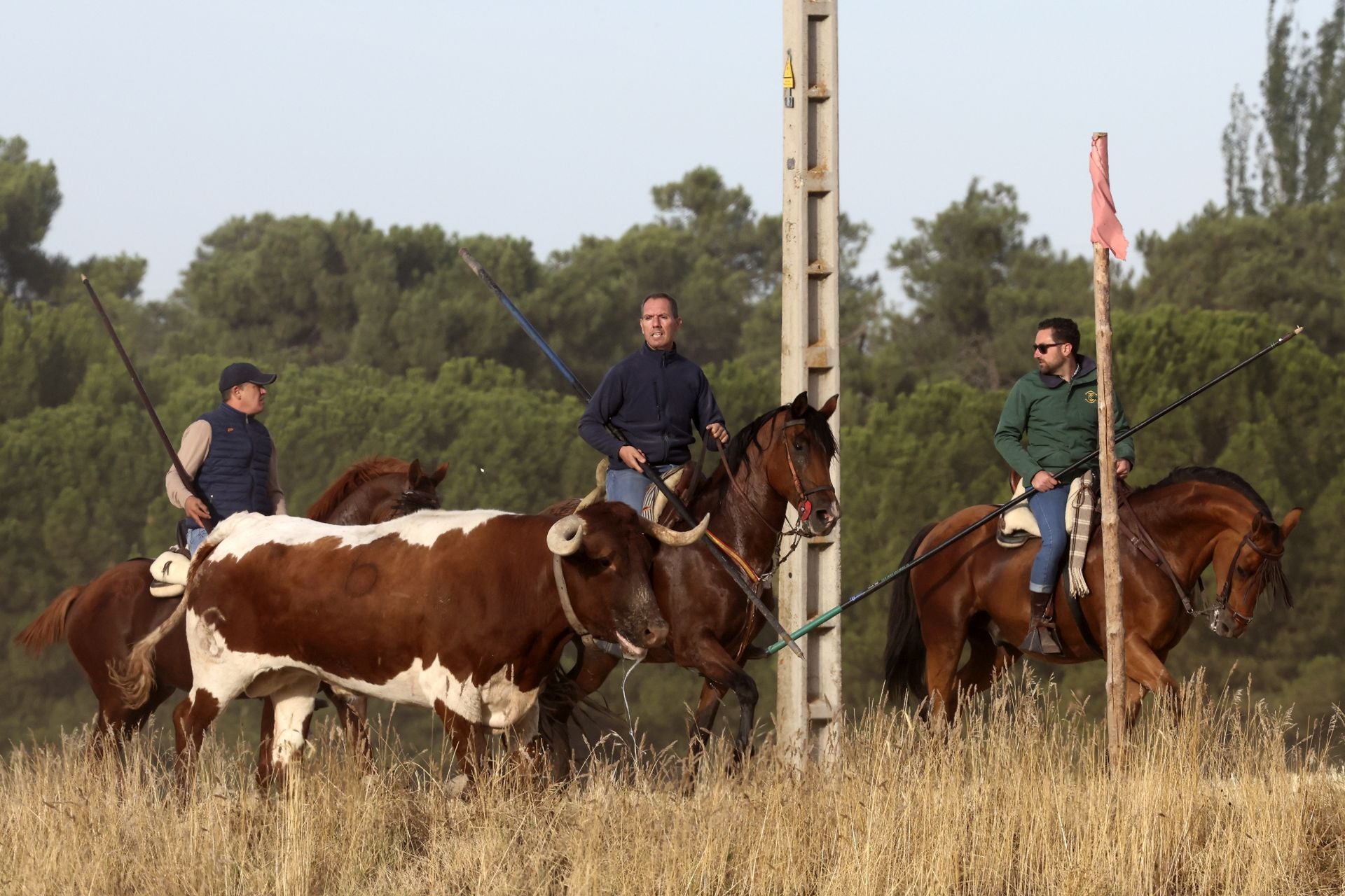 Las imágenes del encierro con seis toros de la ganadería Zahorí en Medina del Campo