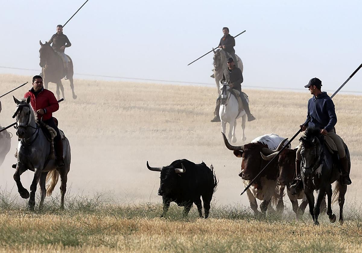 Las imágenes del encierro con seis toros de la ganadería Zahorí en Medina del Campo