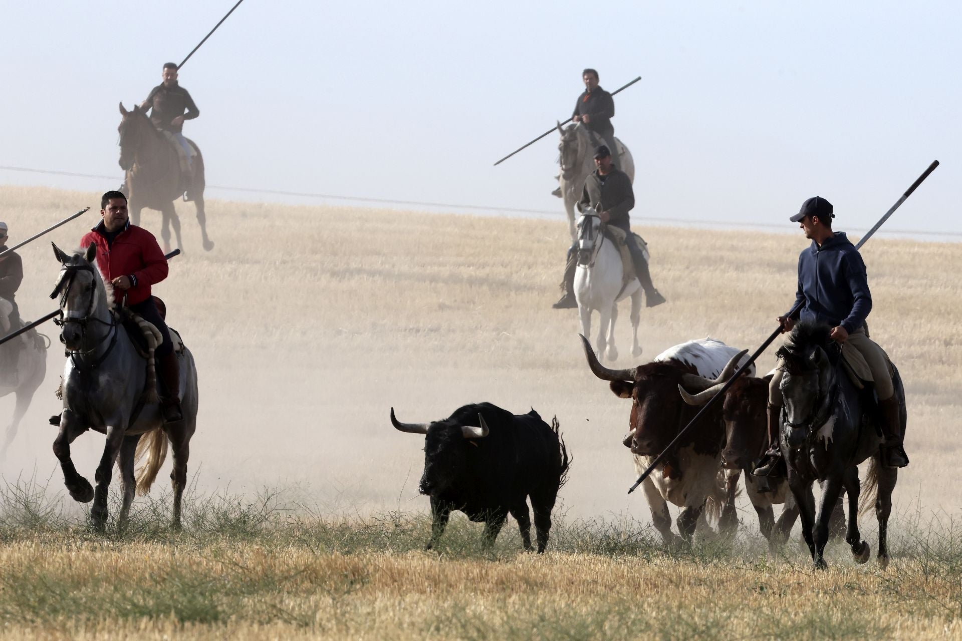 Las imágenes del encierro con seis toros de la ganadería Zahorí en Medina del Campo