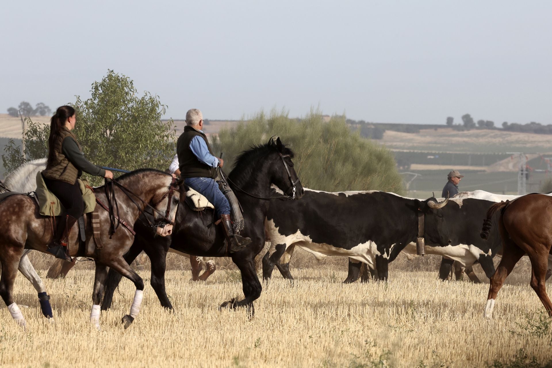 Las imágenes del encierro con seis toros de la ganadería Zahorí en Medina del Campo