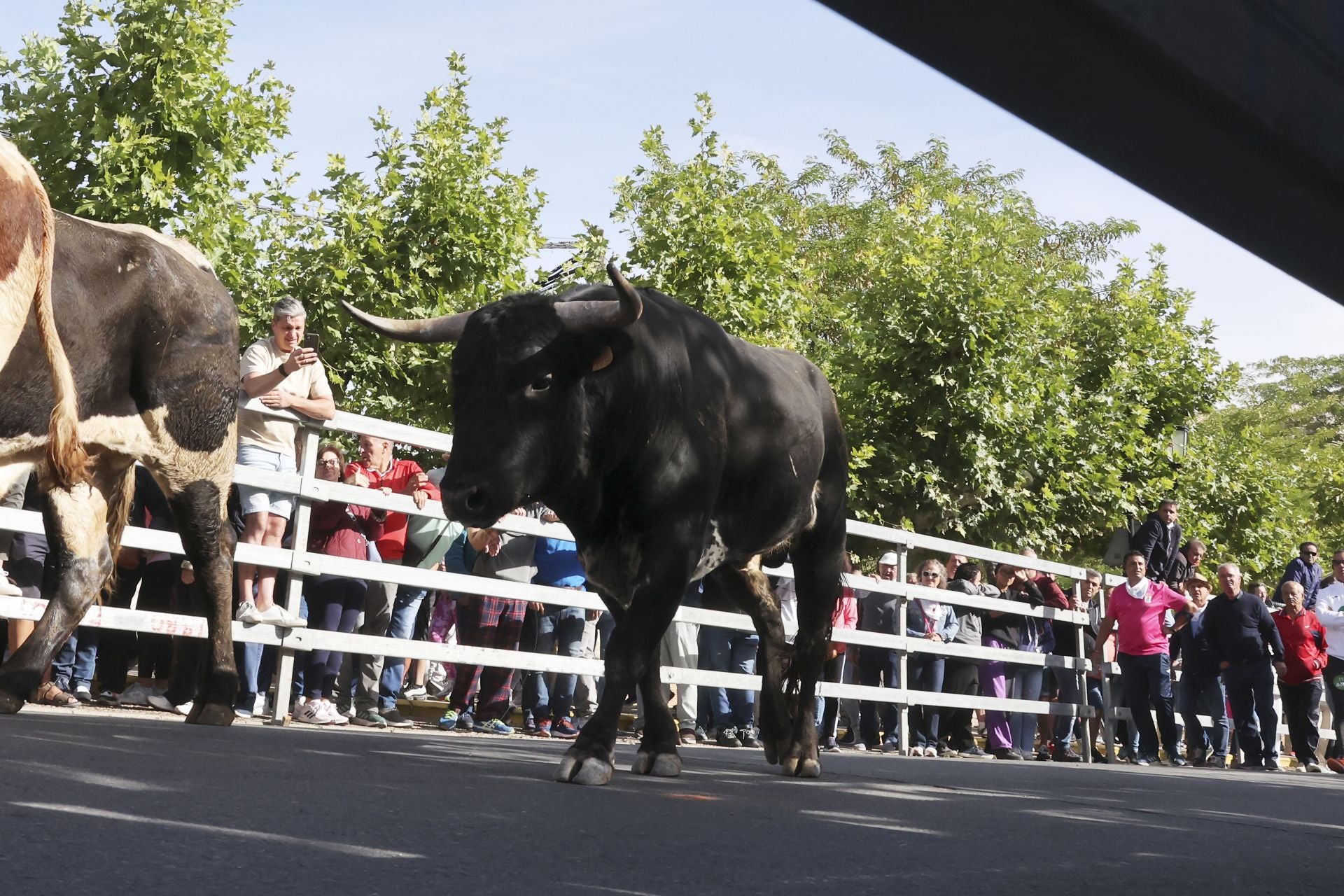 Las imágenes del encierro con seis toros de la ganadería Zahorí en Medina del Campo