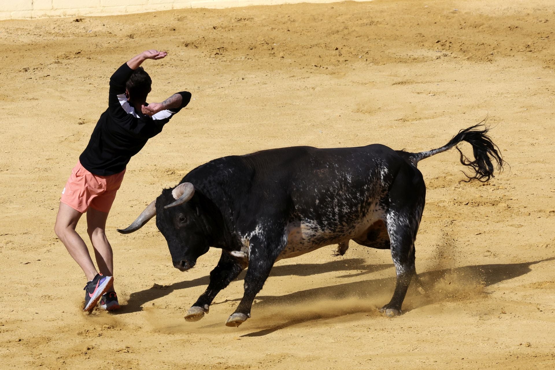 Las imágenes del encierro con seis toros de la ganadería Zahorí en Medina del Campo