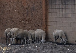 Consecuencias del incendio forestal en Cubo de Benavente.