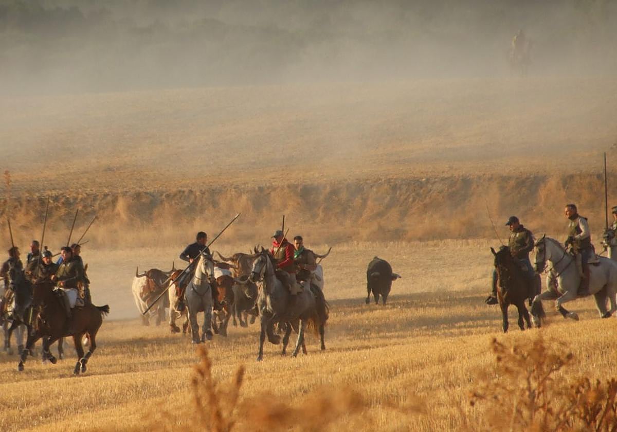 Fotos del tercer encierro de Cuéllar por el campo y el pinar