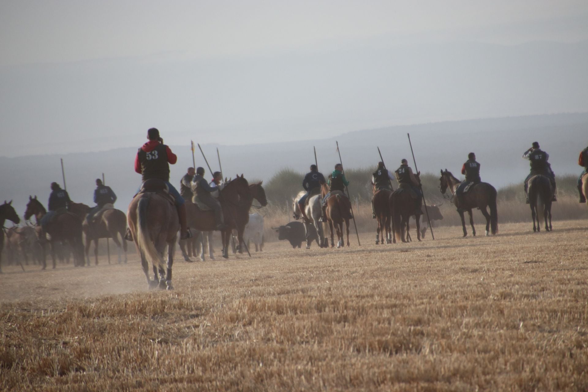Fotos del tercer encierro de Cuéllar por el campo y el pinar