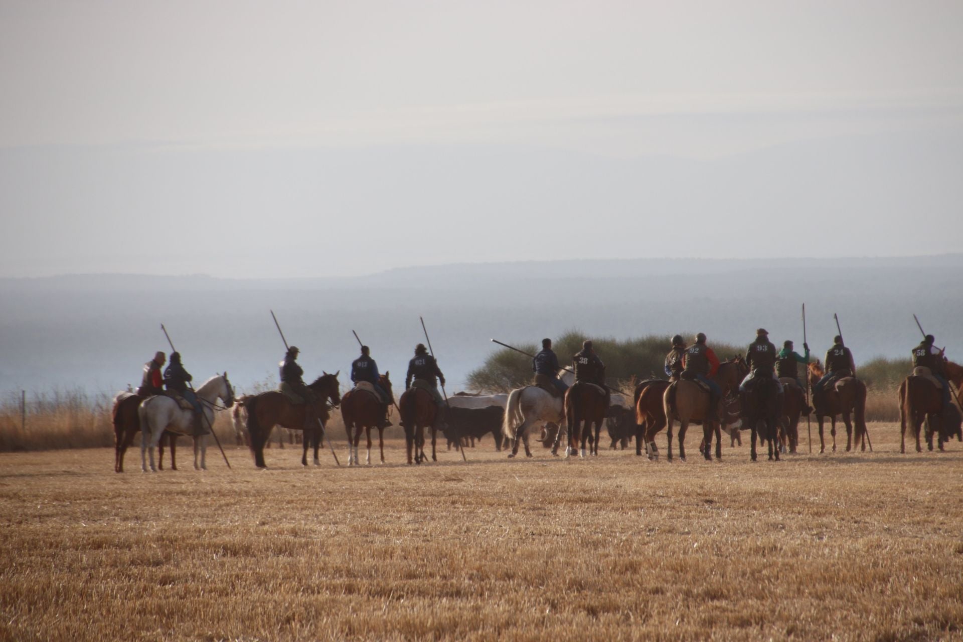 Fotos del tercer encierro de Cuéllar por el campo y el pinar